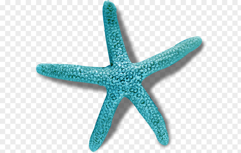 Starfish Crown-of-thorns Sea PNG