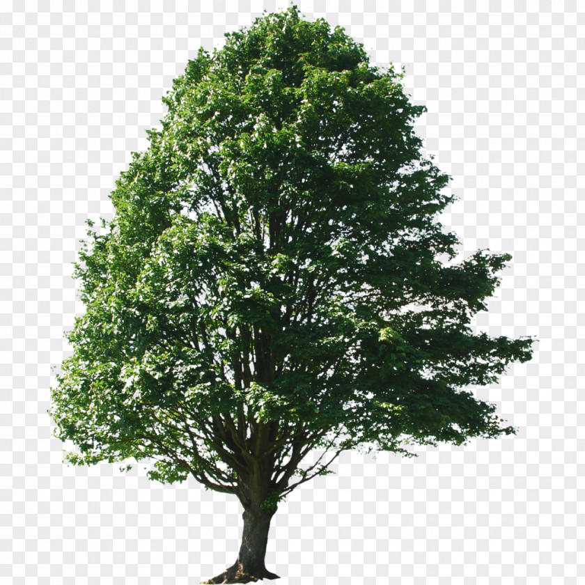 Tree Alnus Glutinosa Oak Sassafras Maple PNG
