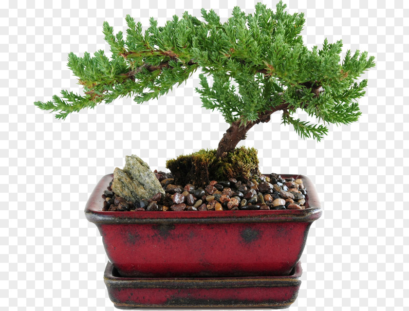 Bonsai Juniperus Procumbens Chinensis Indoor Tree PNG