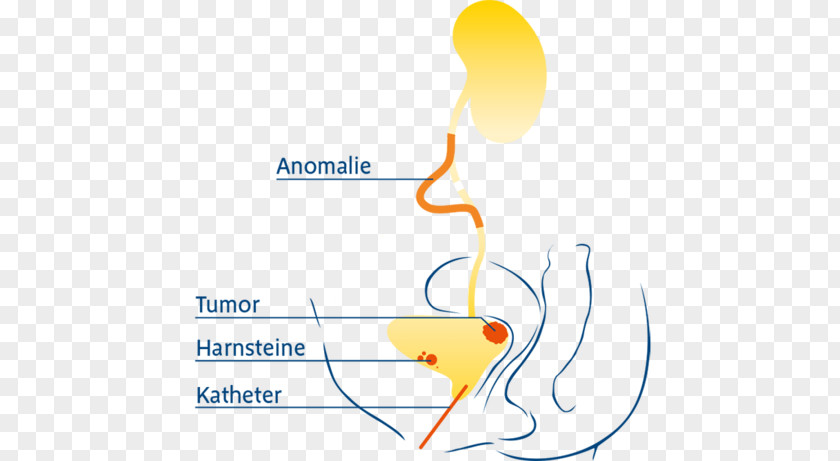 Learning From Other Brand Clip Art Human Behavior Ear Organism PNG