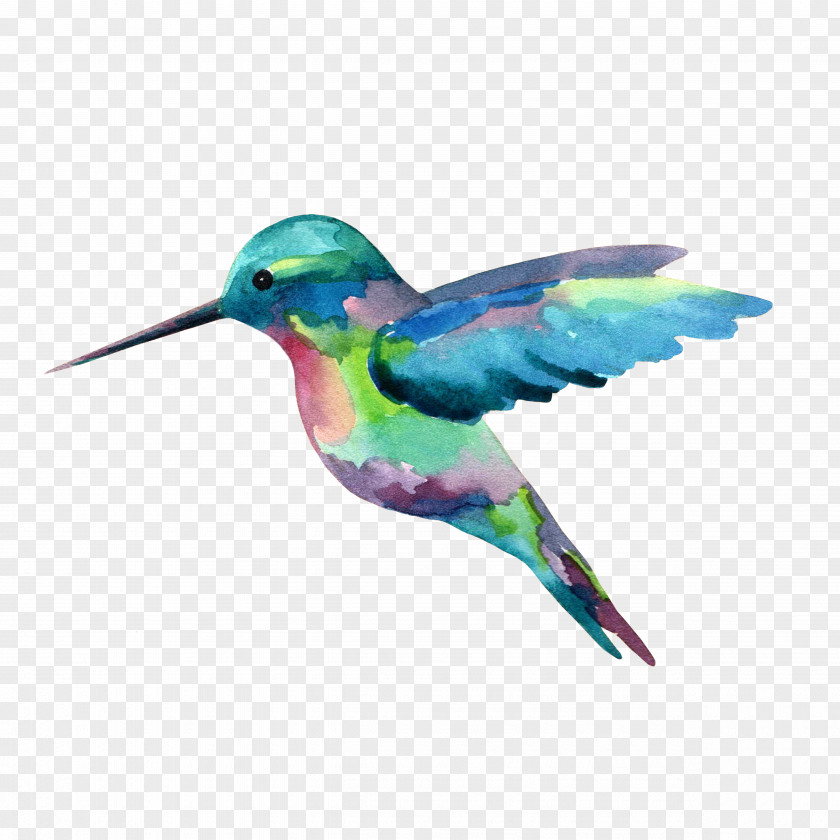 Painting Hummingbird Watercolor PNG