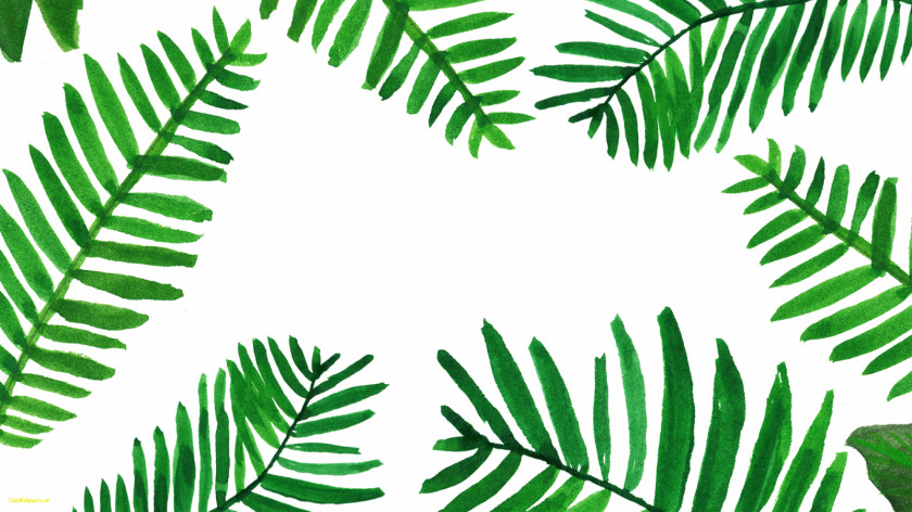 Palm Leaves Desktop Wallpaper Branch Leaf Arecaceae Computers PNG