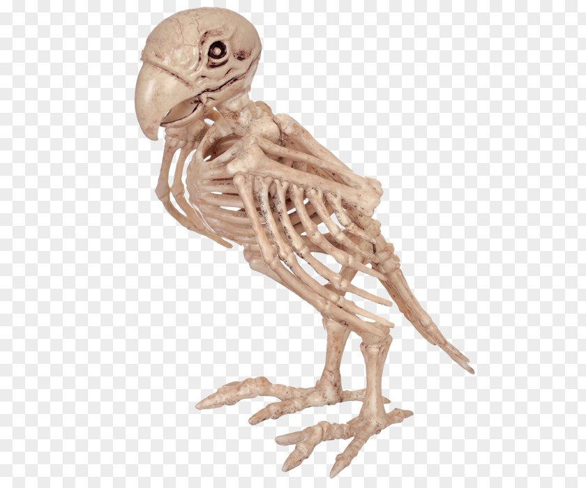 Pirate Parrot Bird Skeleton Skull Bone PNG