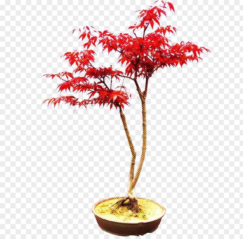 Tree Plant Houseplant Flower Woody PNG