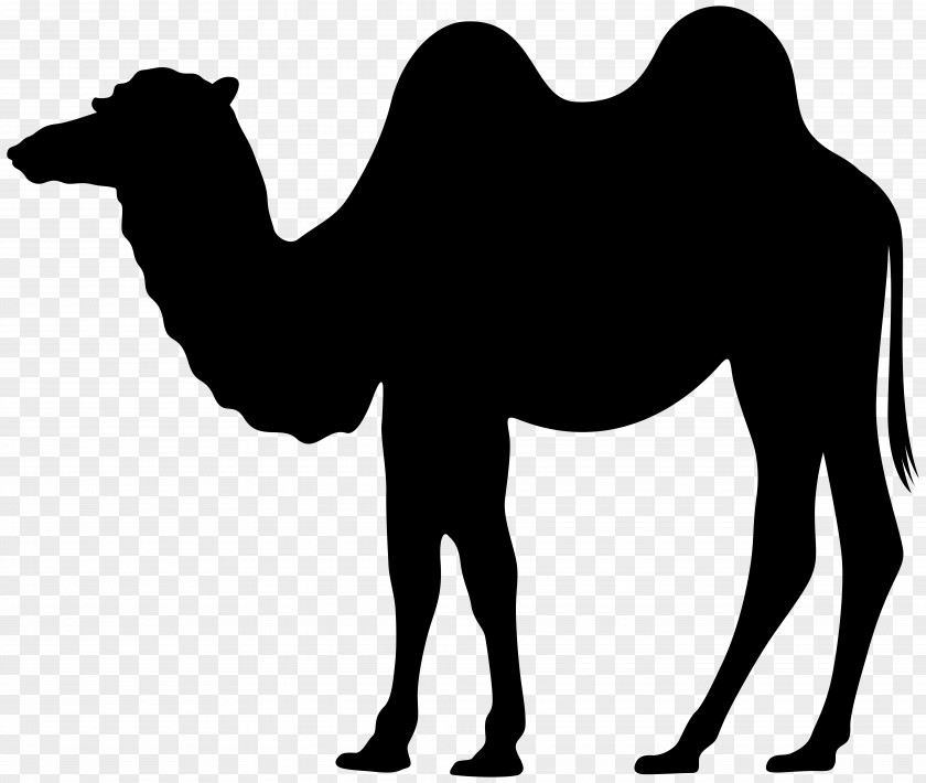 Camel Silhouette Clip Art Dromedary PNG
