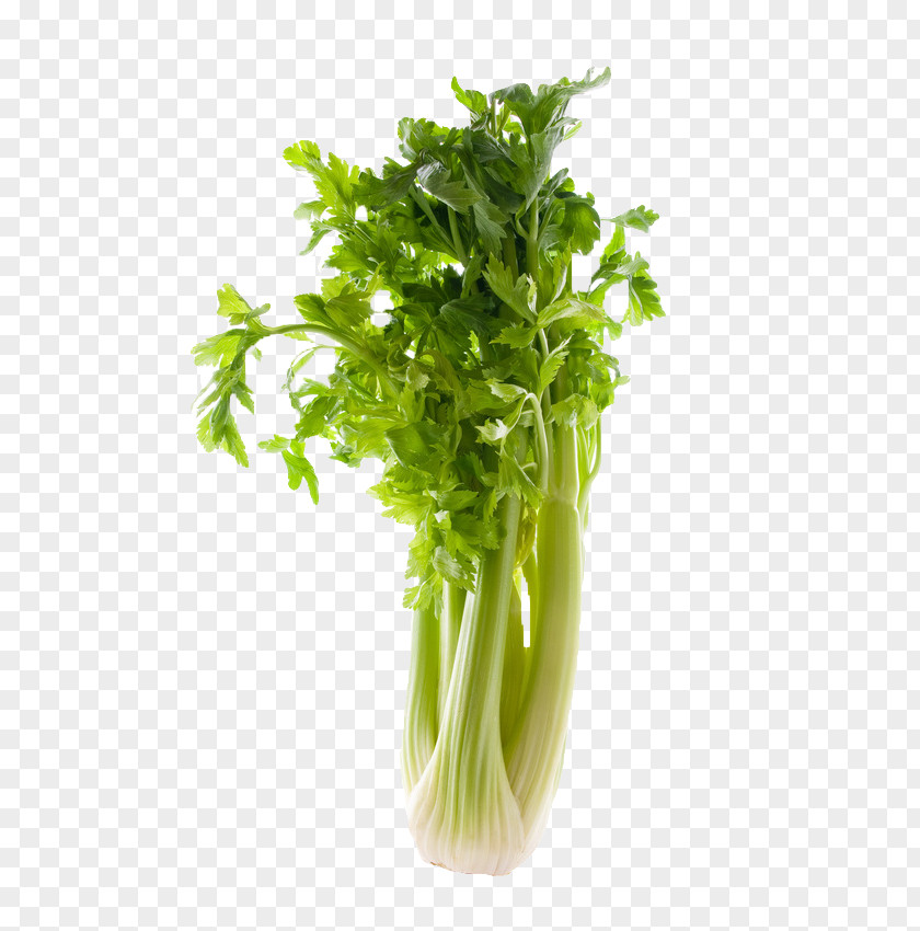 Celery Celeriac Corn Salad Vegetable Food PNG