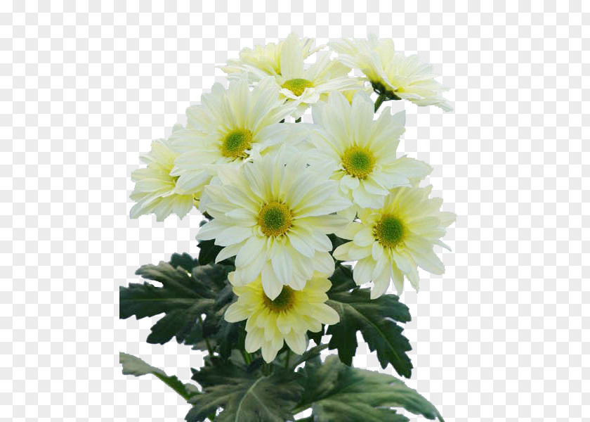 Chrysanthemum Marguerite Daisy Floral Design Transvaal Cut Flowers PNG