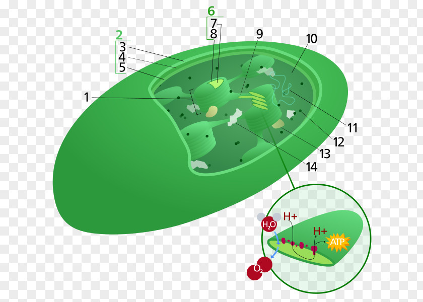 Family Creative Plant Cell Chloroplast Photosynthesis PNG