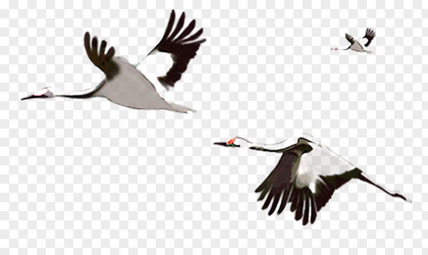 Hand-painted Flying Crane Red-crowned Bird Goose PNG