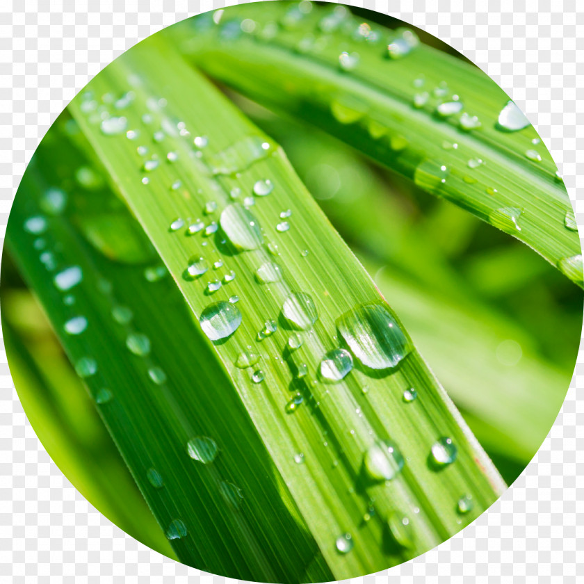 Water Drops Cymbopogon Citratus Mosquito Oil Lemon Herb PNG