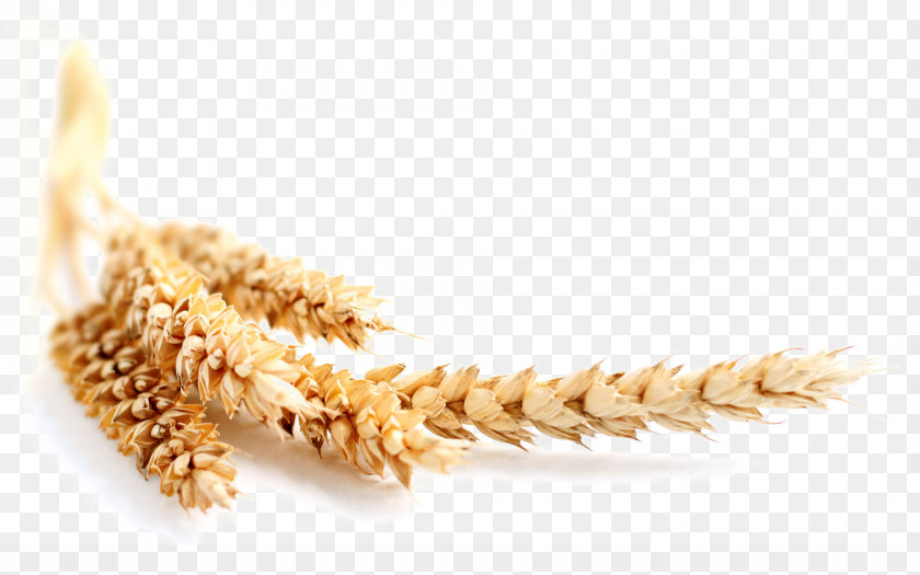 Wheat And Maize Ear Grain Cereal PNG