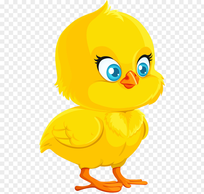 Yellow Chick Chicken Cartoon Royalty-free Drawing PNG