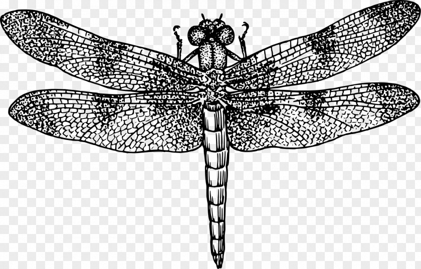 Dragonfly Black And White Drawing Clip Art PNG