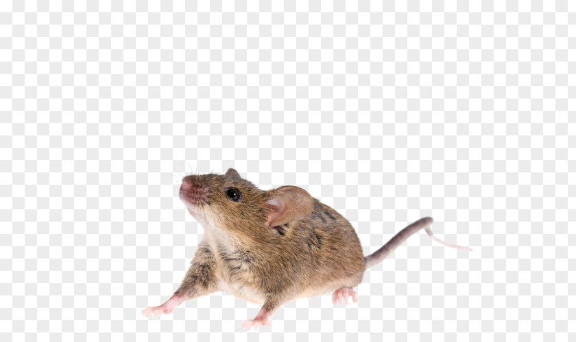 Mouse Animal Rat House Gerbil Rodent PNG