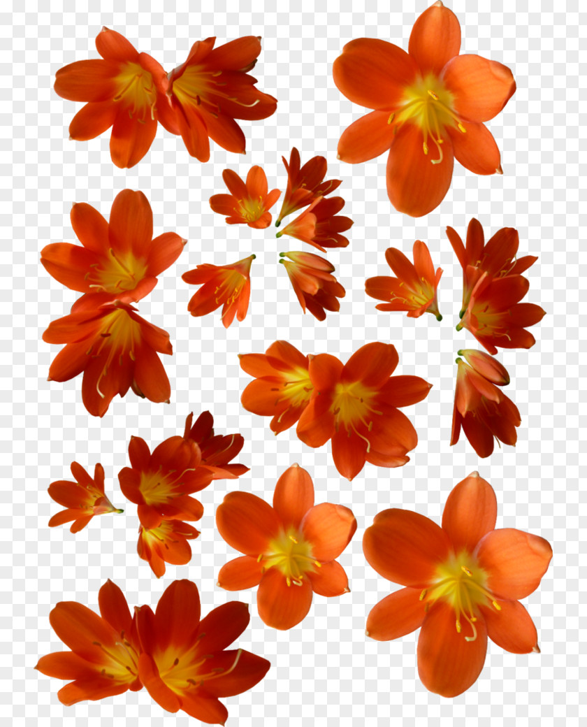 Orange Flower Petal PNG
