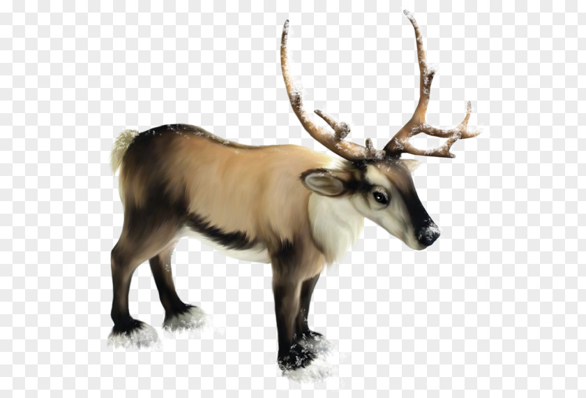 Reindeer Rudolph Roe Deer Moose PNG