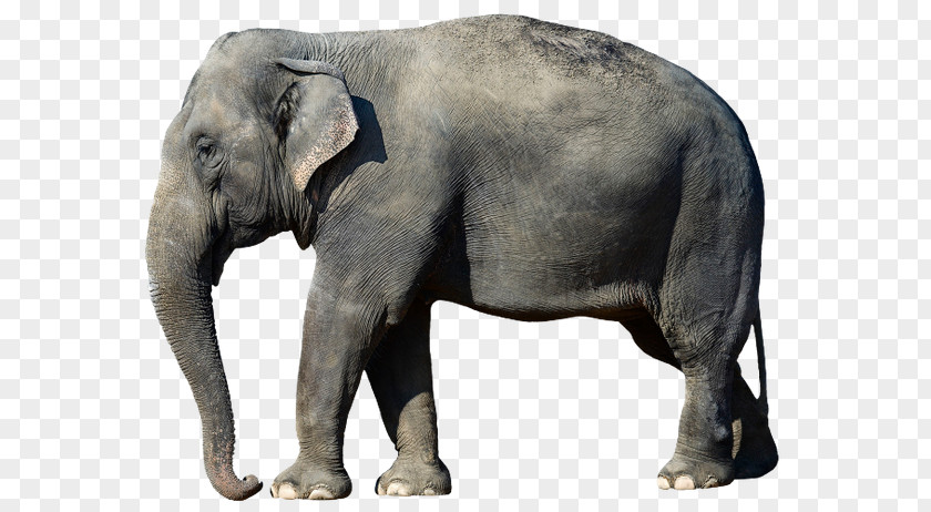 Elephant African Bush Asian Desktop Wallpaper Forest PNG
