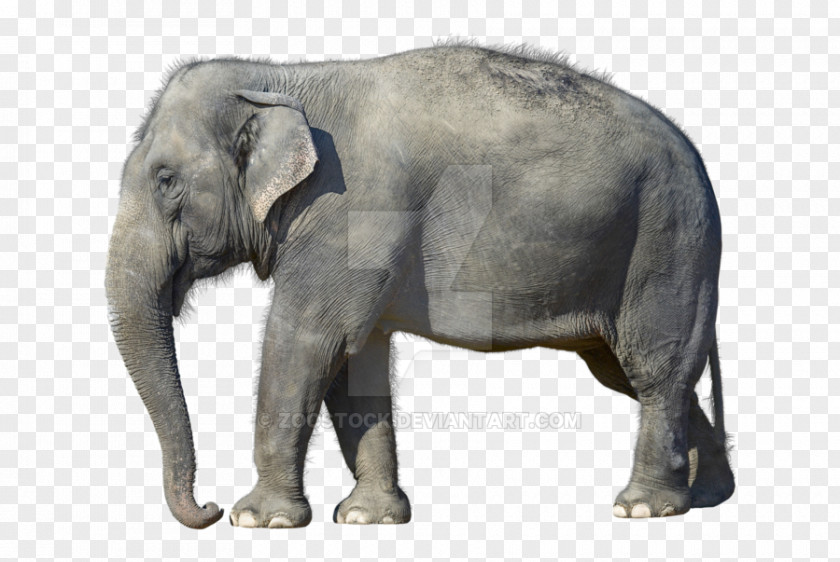 Indian Elephant African Bush Elephantidae Desktop Wallpaper Forest White PNG