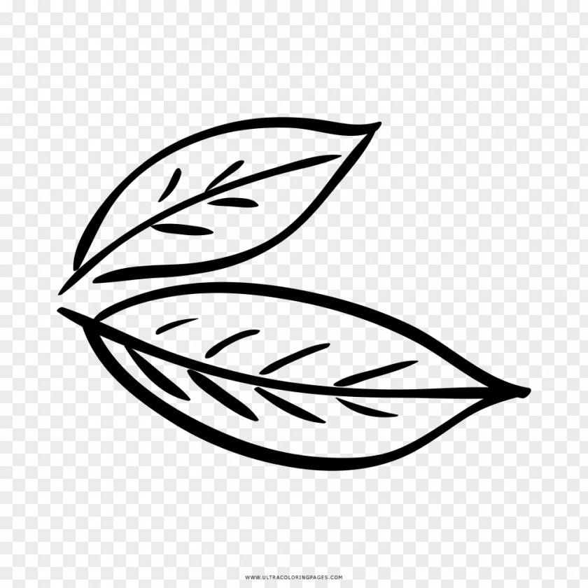 Leaf Bay Coloring Book Drawing Laurel PNG