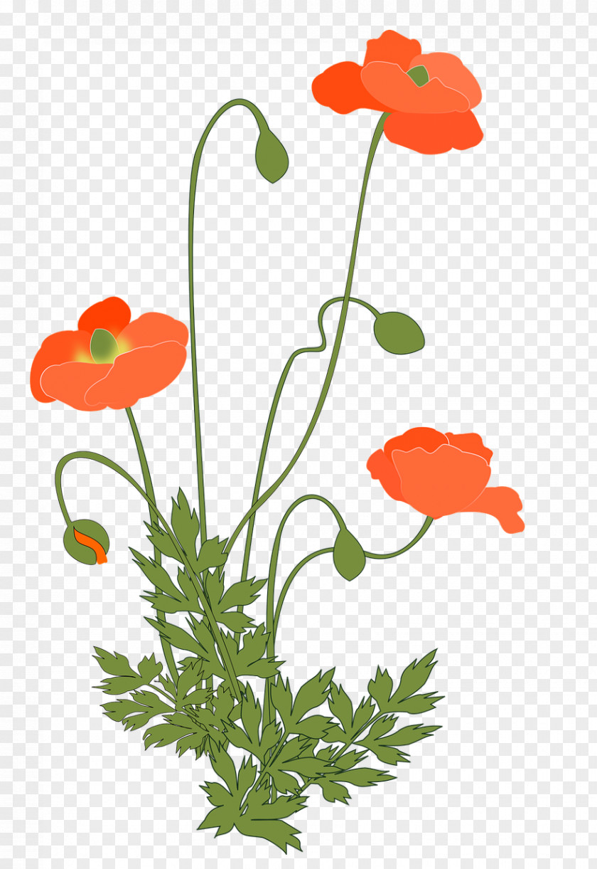 Plants Common Poppy Flowering Plant Opium PNG