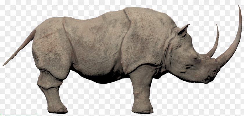 Rhino Conan Exiles Rhinoceros African Elephant The Barbarian PNG