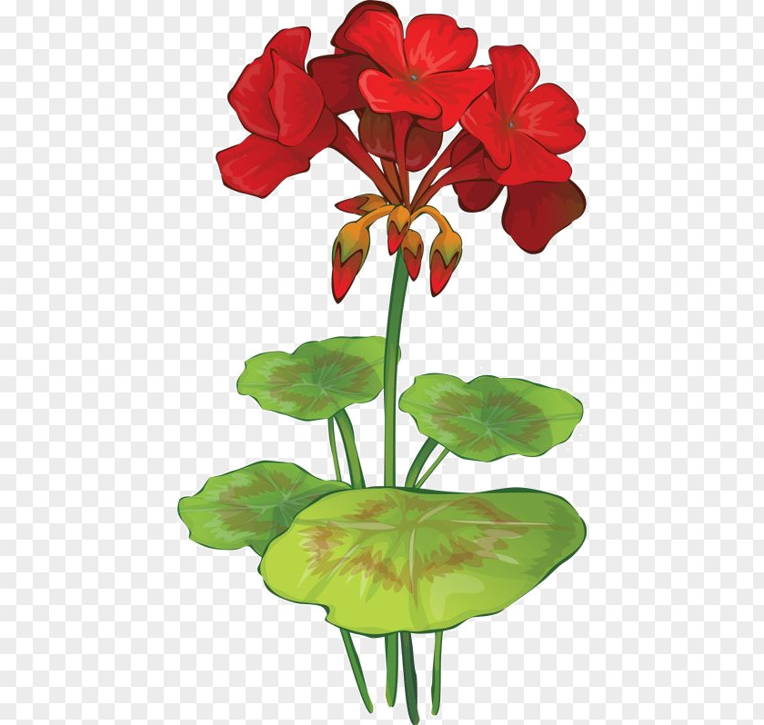 Rote Blumen Wild Geranium Drawing Botanical Illustration Geraniums Image PNG