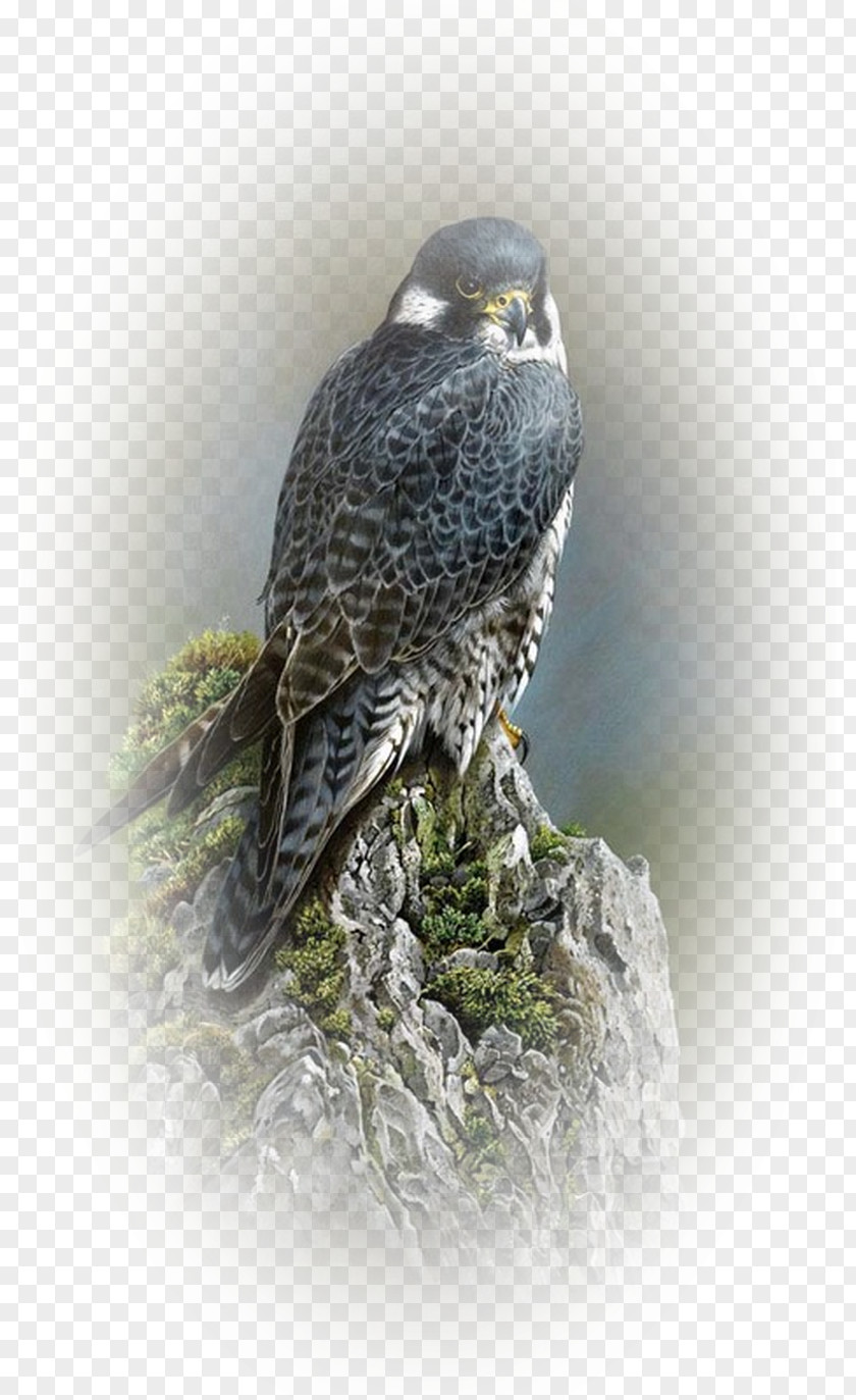 Bird Drawing Painting Falcon Artist PNG