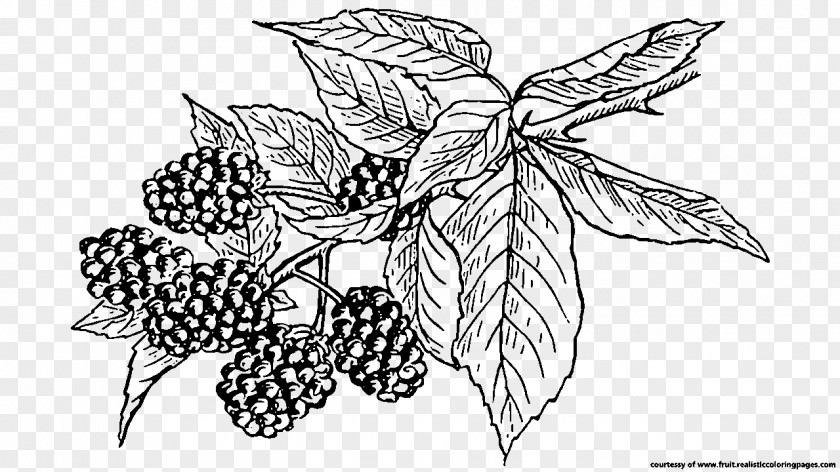 Blackberry BlackBerry Fruit Mobile Phones Clip Art PNG
