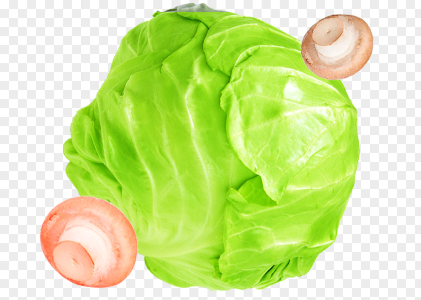 Creative Cabbage Salad Israeli Fruit Vegetable PNG