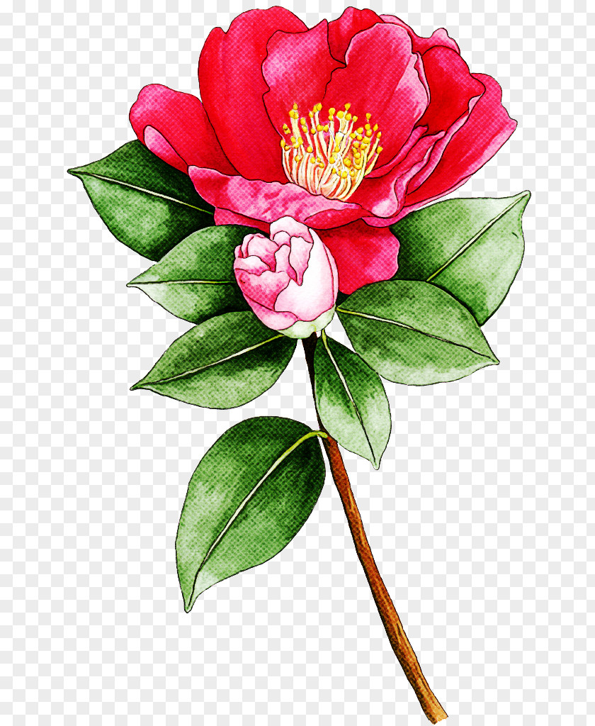 Flower Plant Petal Pink Chinese Peony PNG