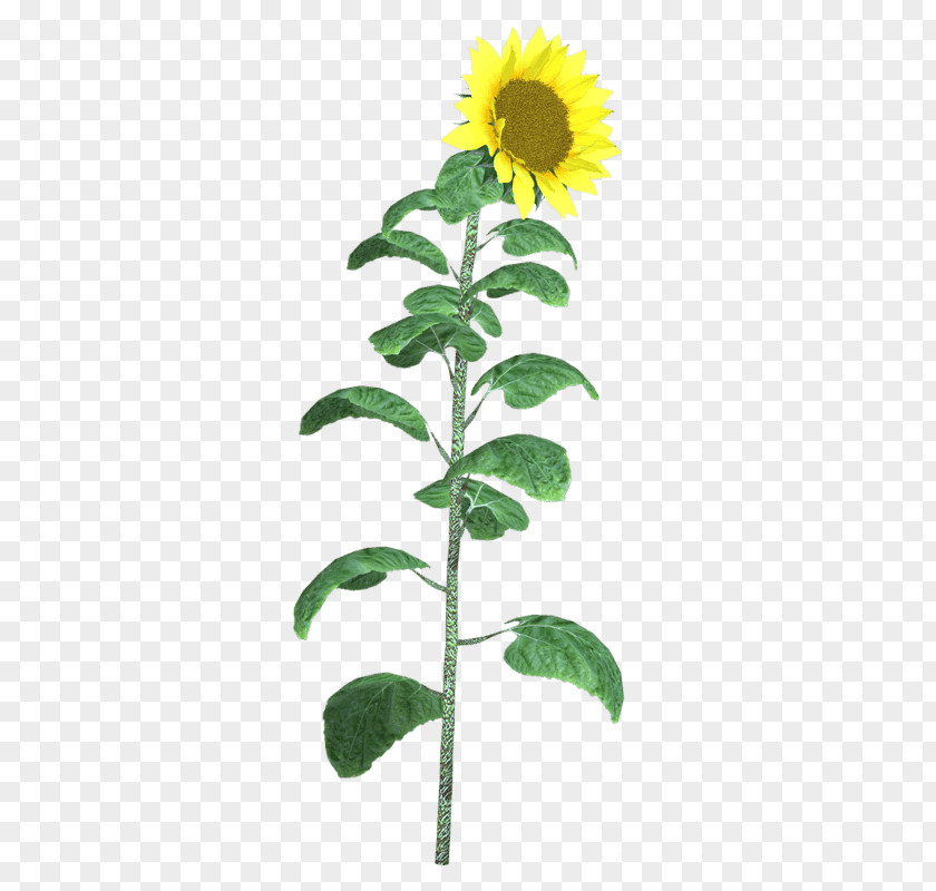 Flower Sunflowers Cut Flowers Plant Stem PNG