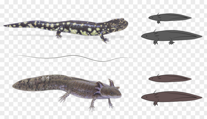 Lagartija Newt Ecosystem Reptile Fauna Wildlife PNG
