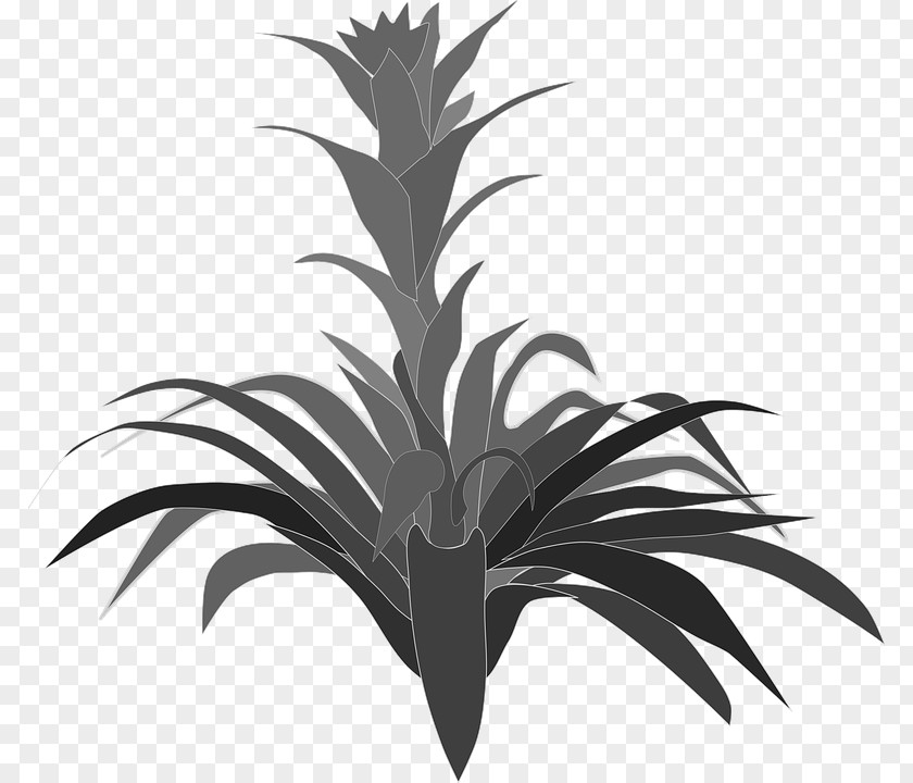 Nature Clip Art Bromelia PNG