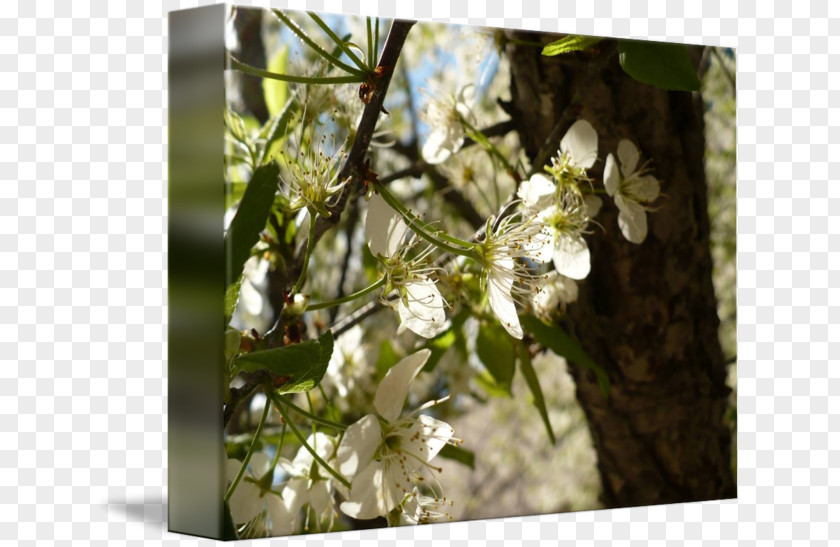 Plum Flower Cherry Blossom Spring ST.AU.150 MIN.V.UNC.NR AD PNG
