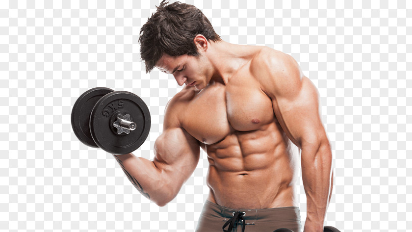 Bodybuilding Exercise Training Physical Fitness Muscle Stretching PNG