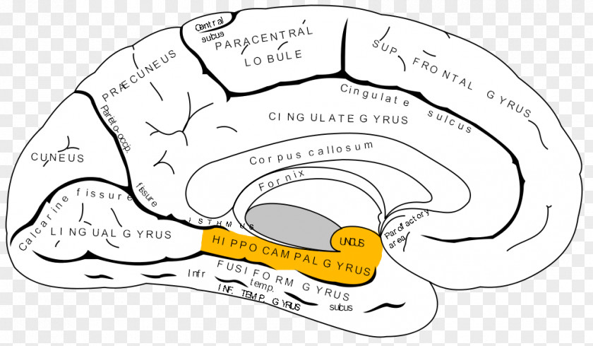 Dentate Anterior Cingulate Cortex Prefrontal Cerebral Frontal Lobe PNG