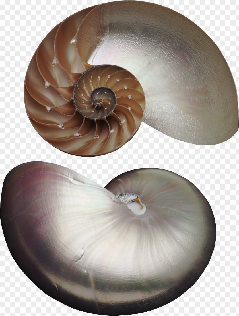 Die Mubarakreligion Nautilus Seashell Marine Invertebrates Animal Pearl PNG