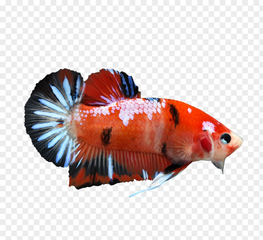 Fish Siamese Fighting Koi Veiltail Betta: Your Happy Healthy Pet PNG