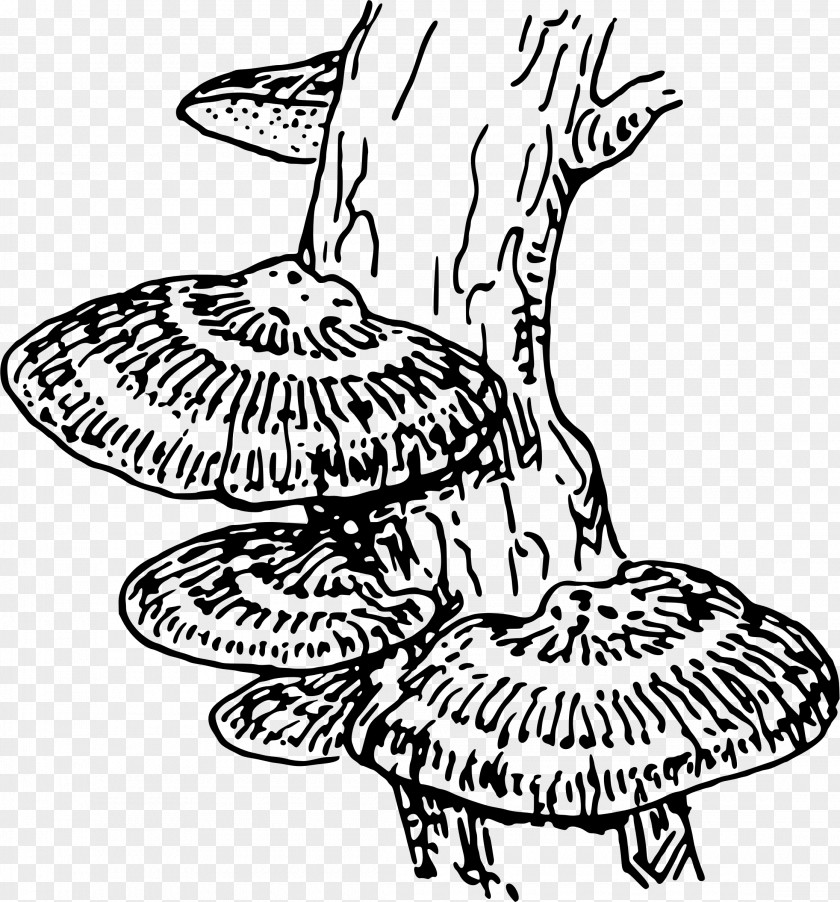 Fungi Fungus Mold Coloring Book Clip Art PNG