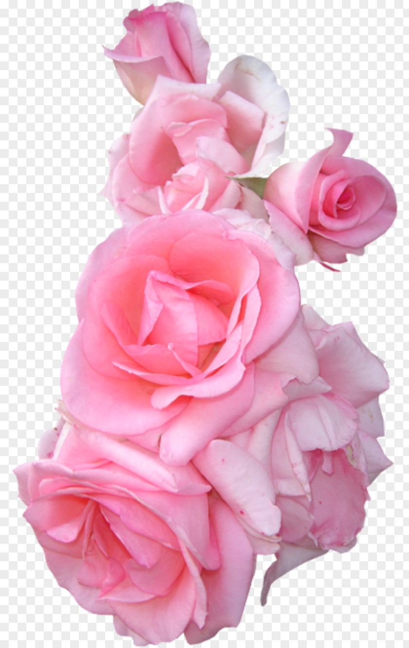 Pink Flower Border Garden Roses Bouquet PNG