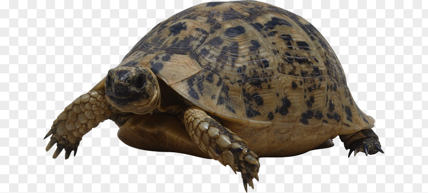 Turtle Reptile Tortoise PNG