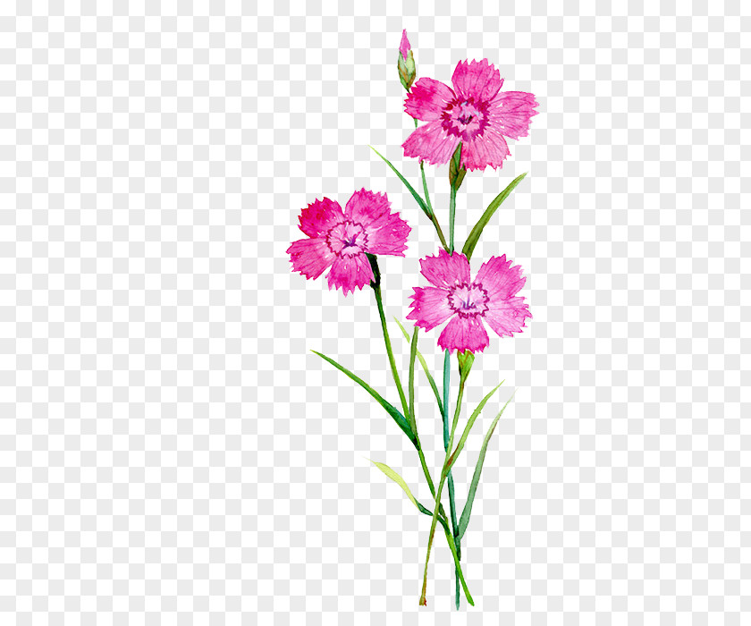 Watercolor Flowers Carnation Flower Painting Illustration PNG