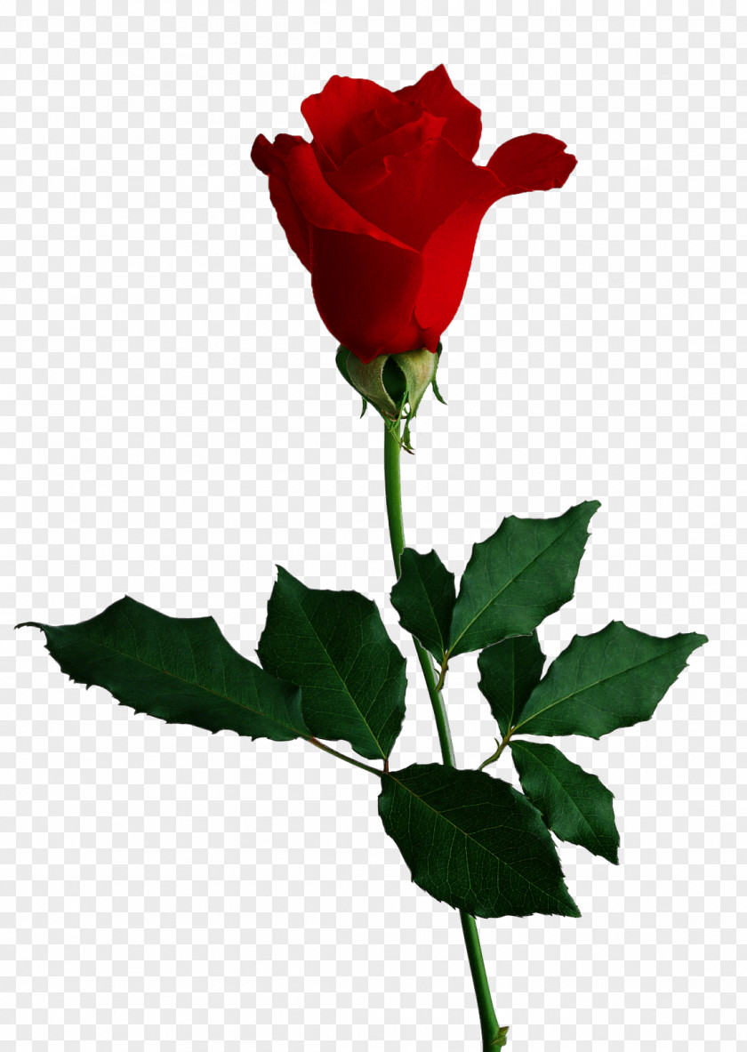 Anemone Rose Desktop Wallpaper Flower PNG