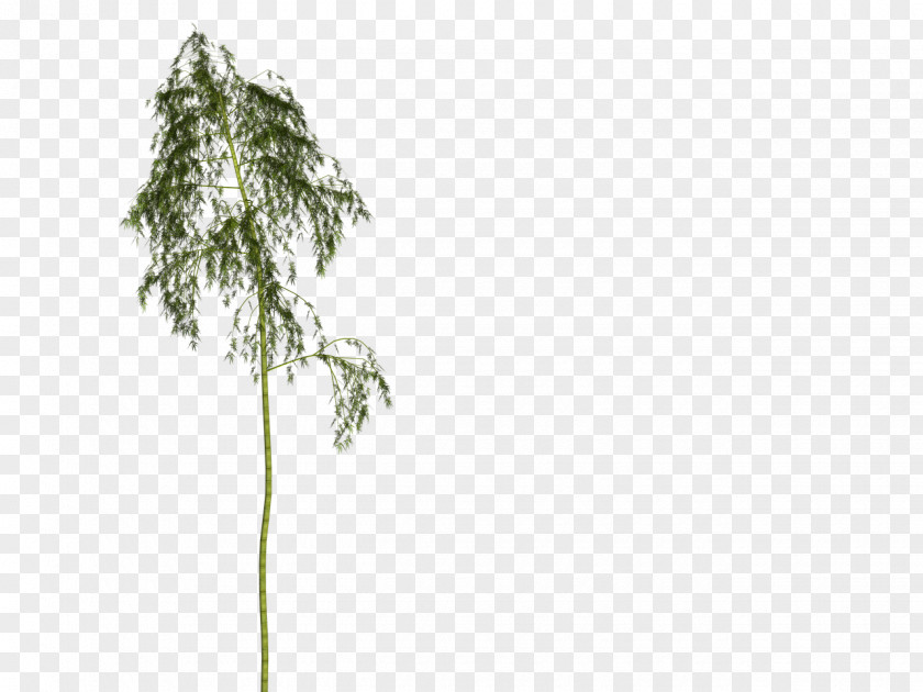 Bamboo Woody Plant Tree Stem PNG