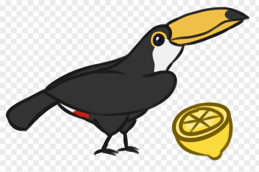 Coraciiformes Piciformes Hornbill Bird PNG
