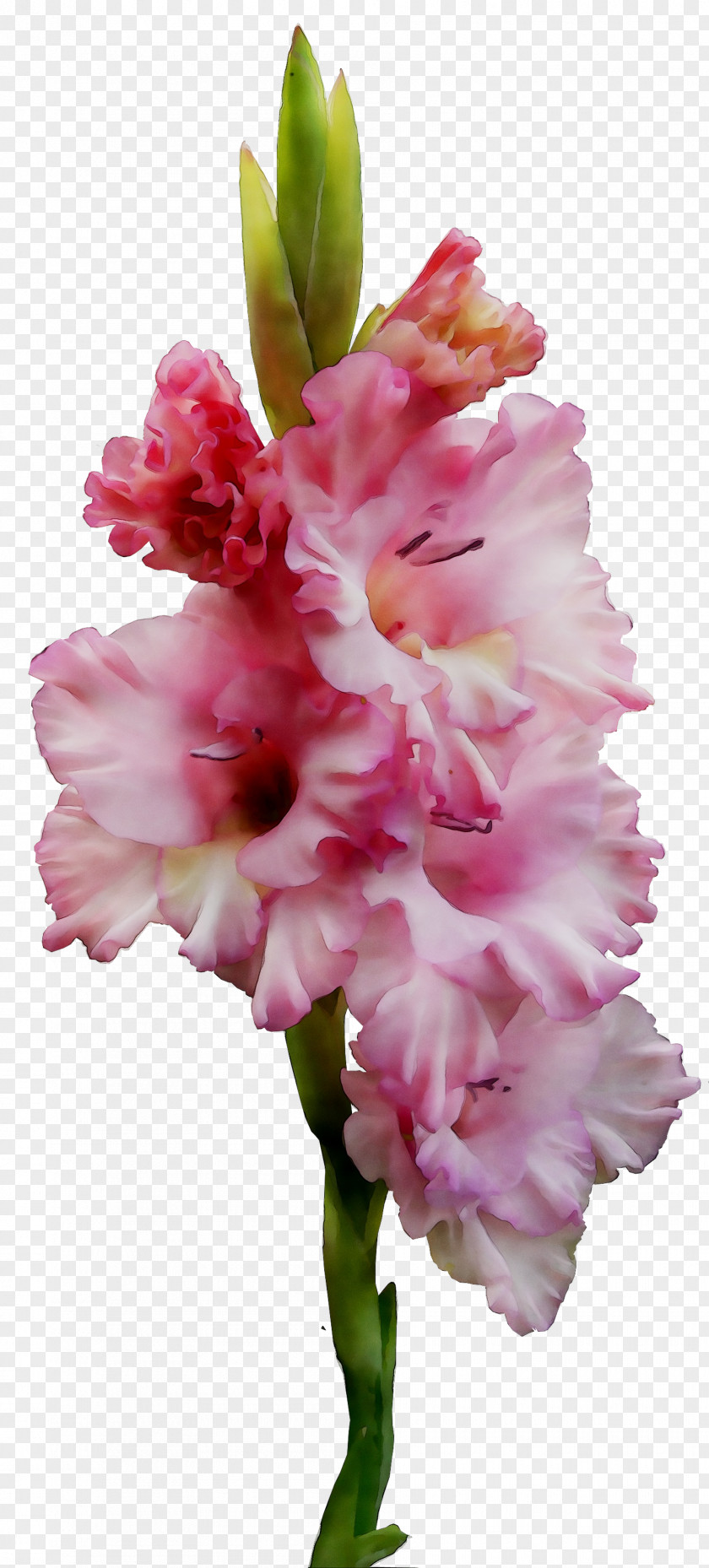 Gladiolus Cut Flowers Plant Stem Herbaceous Pink M PNG