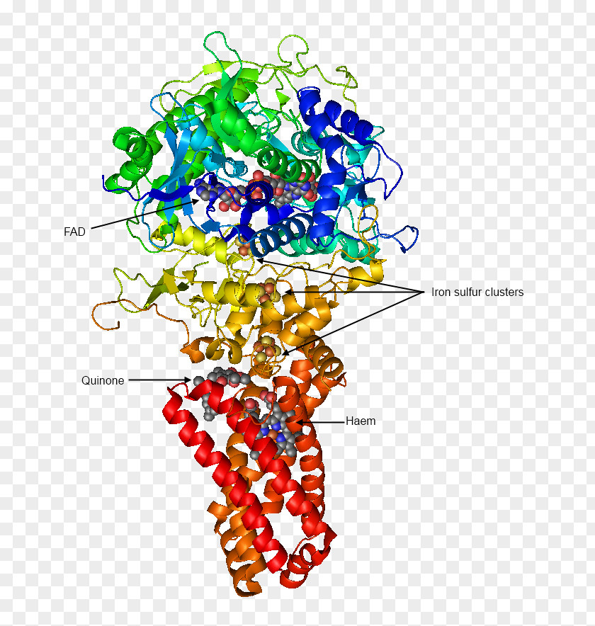 Succinate Dehydrogenase Enzyme Succinic Acid Citric Cycle PNG