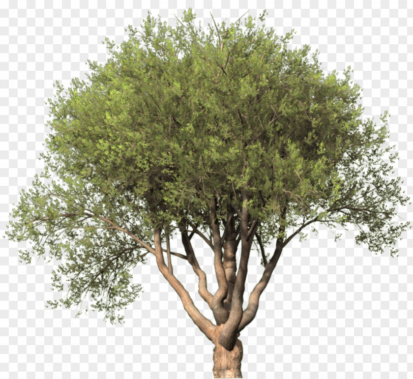 Tree Clip Art Image Illustration PNG