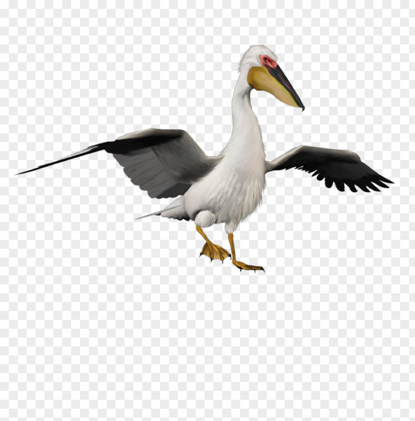 Bird Pelicans Duck Image PNG
