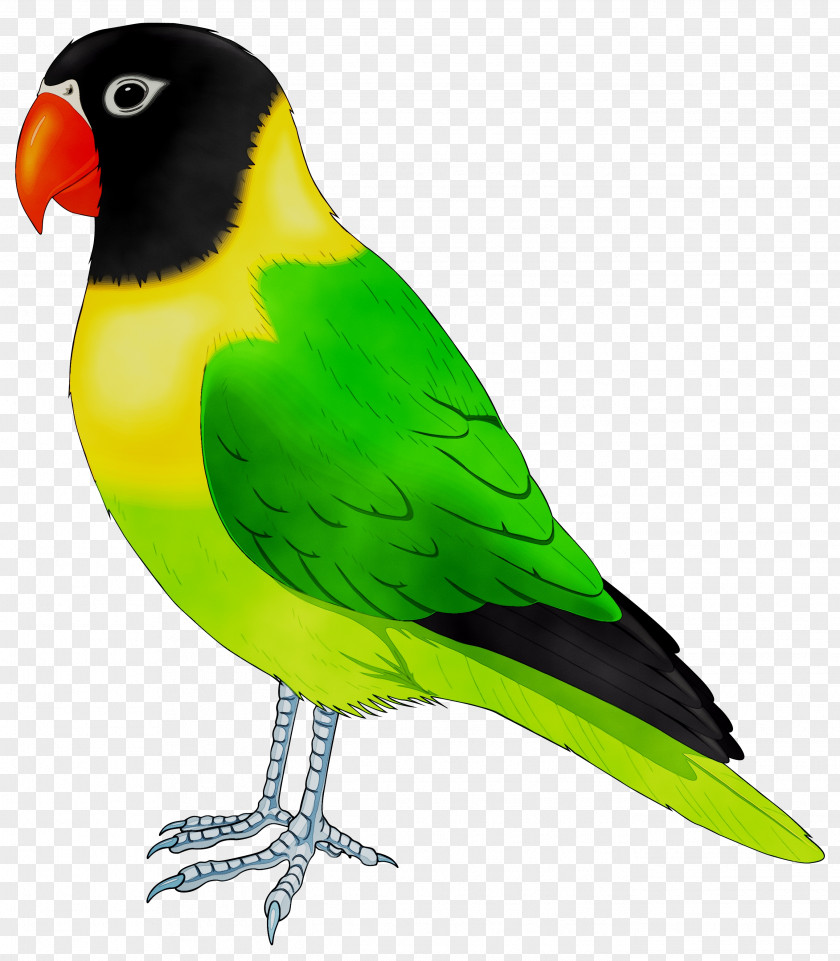 Lovebird Parrot Cockatiel Budgerigar PNG